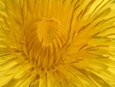Blüte-gelb.jpg